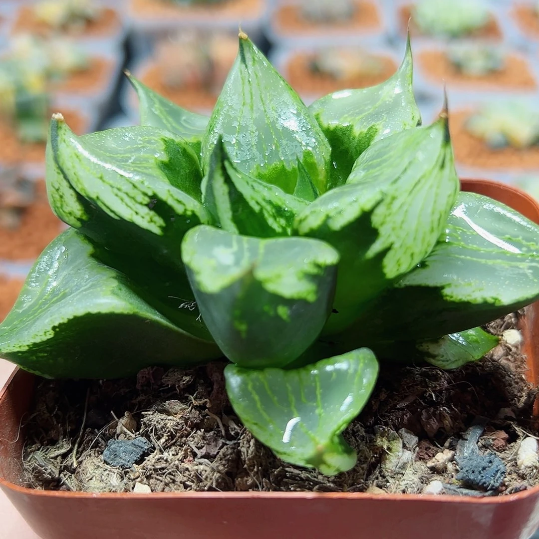 十二卷多肉裹斑若