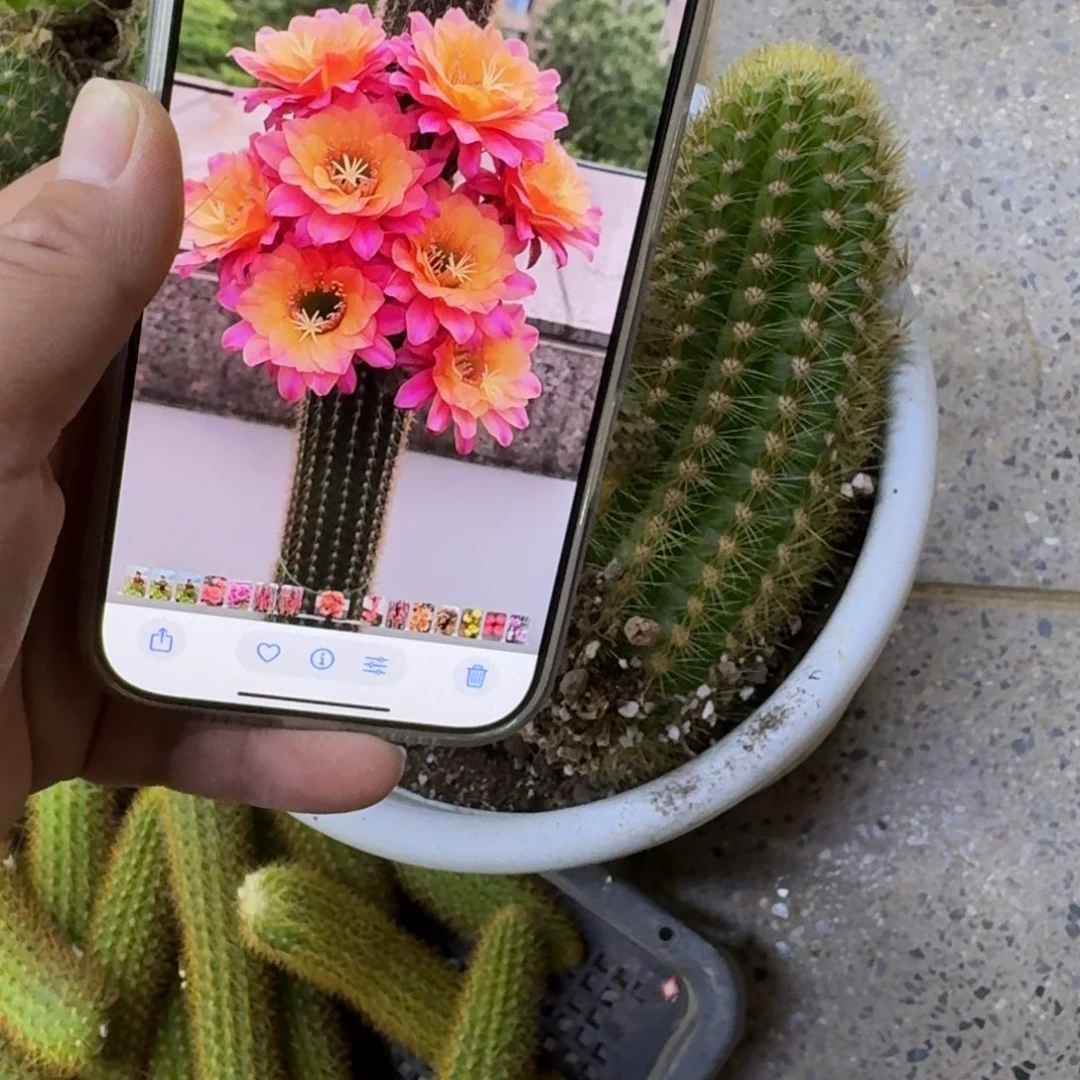 206金妞时光歪无根侧牙5公分左右，20包邮