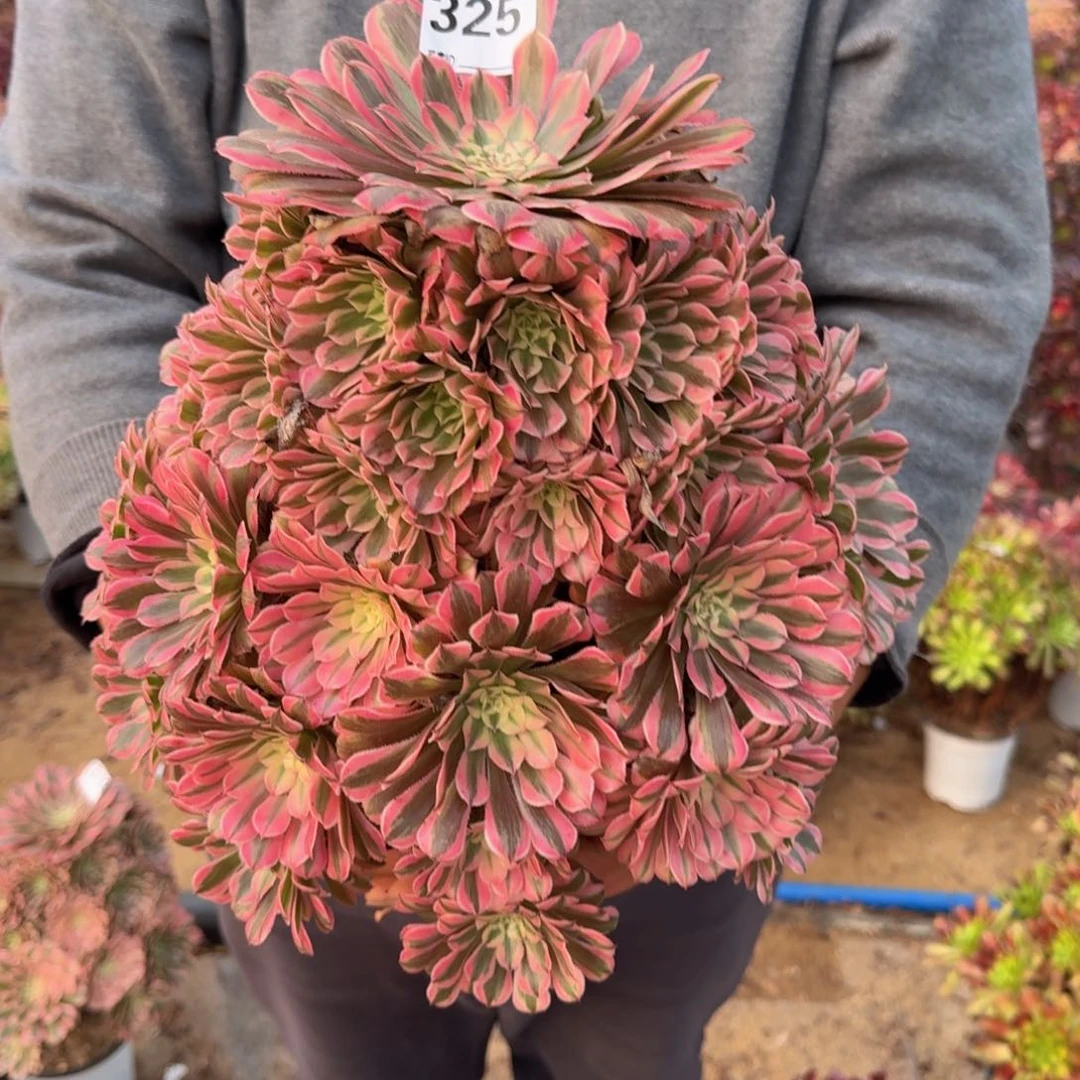 325粉铜多肉植物