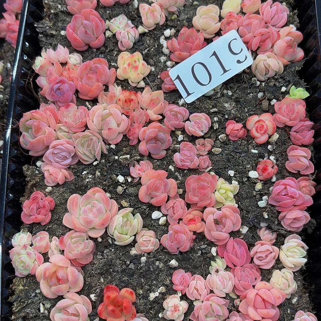 多肉植物多肉植物1019