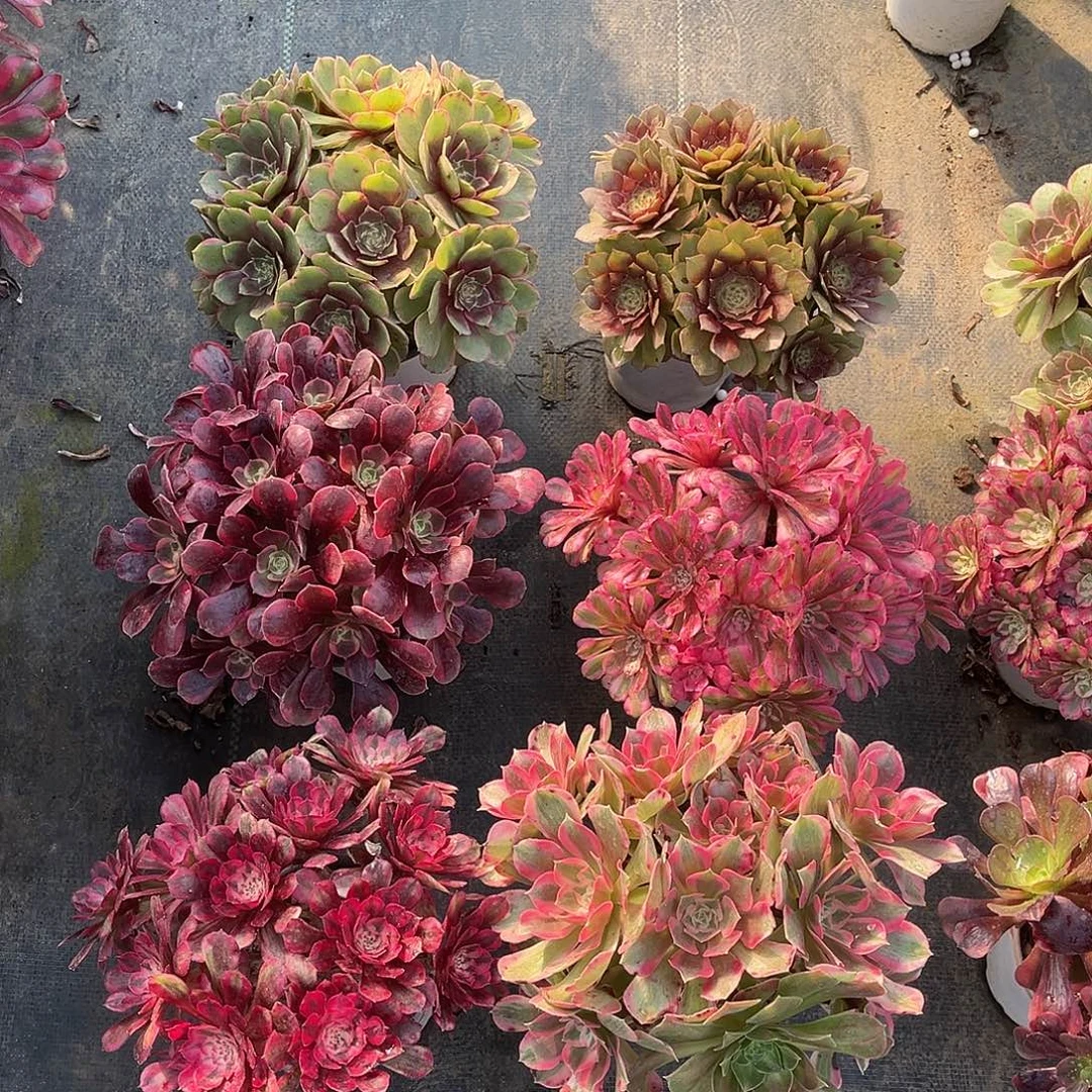 法师套餐法师套餐