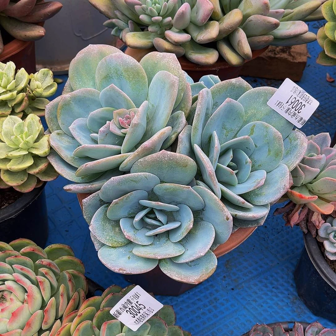 周***司    布鲁兰多肉30061