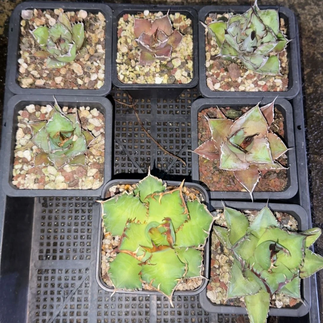 新手套餐仁王冠7棵