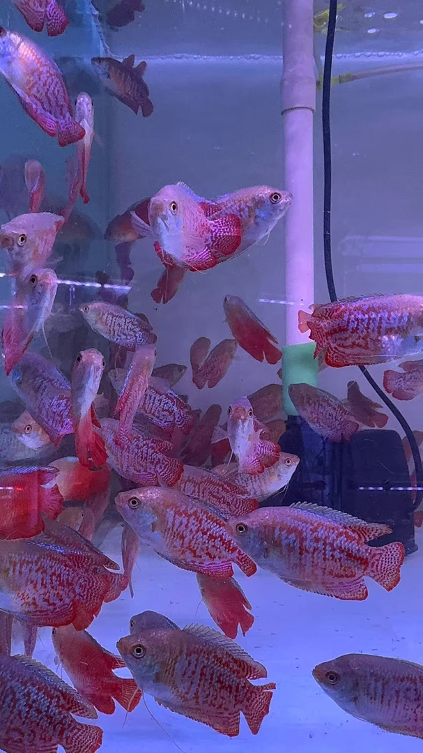 【精品招财丽丽鱼】