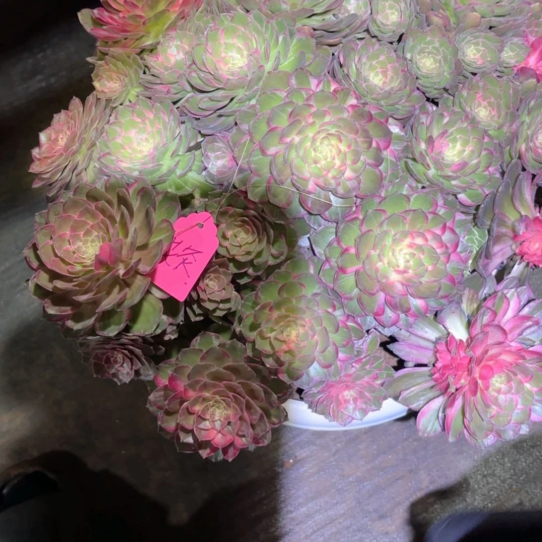 艾**茜我在外面吃饭了8888