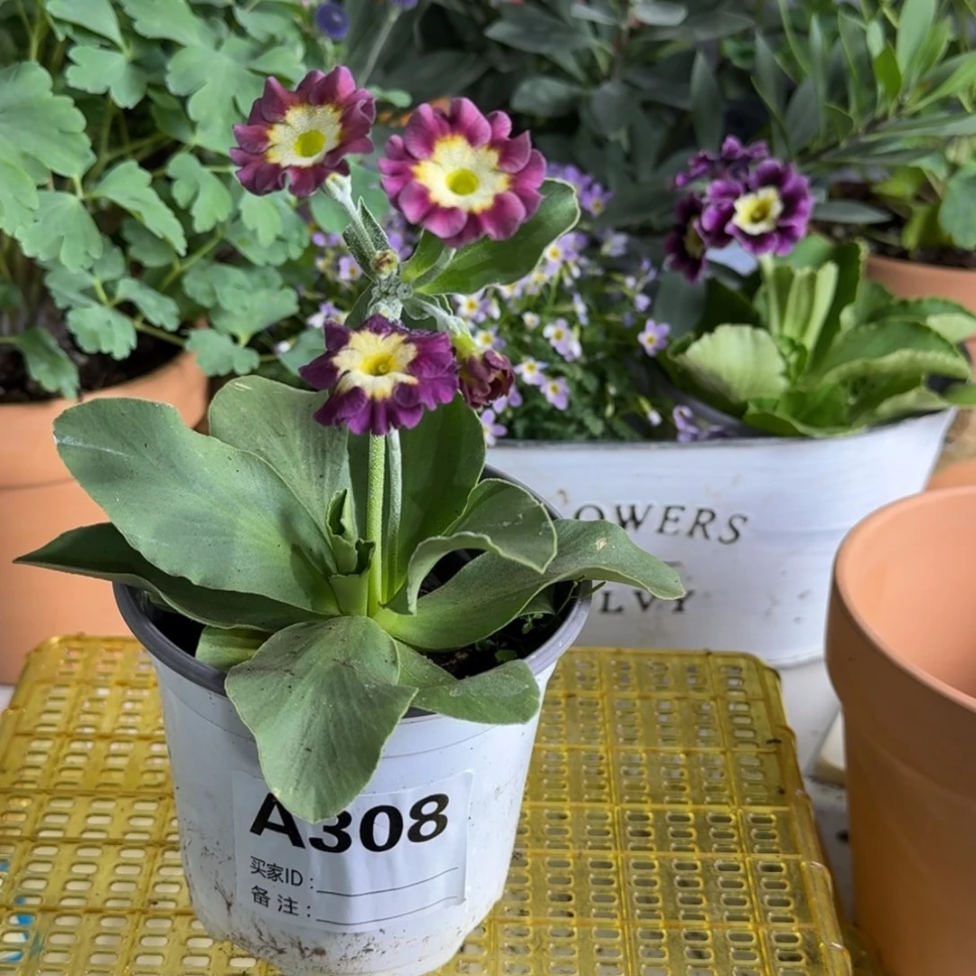 一物一拍  耳叶A308