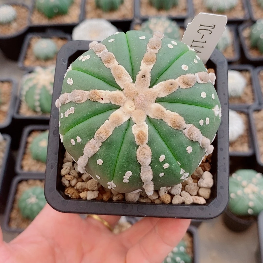 兜 浪石 TC-114 小妮子