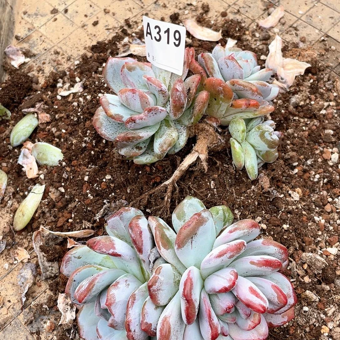 我***谁319多肉植物多肉植物