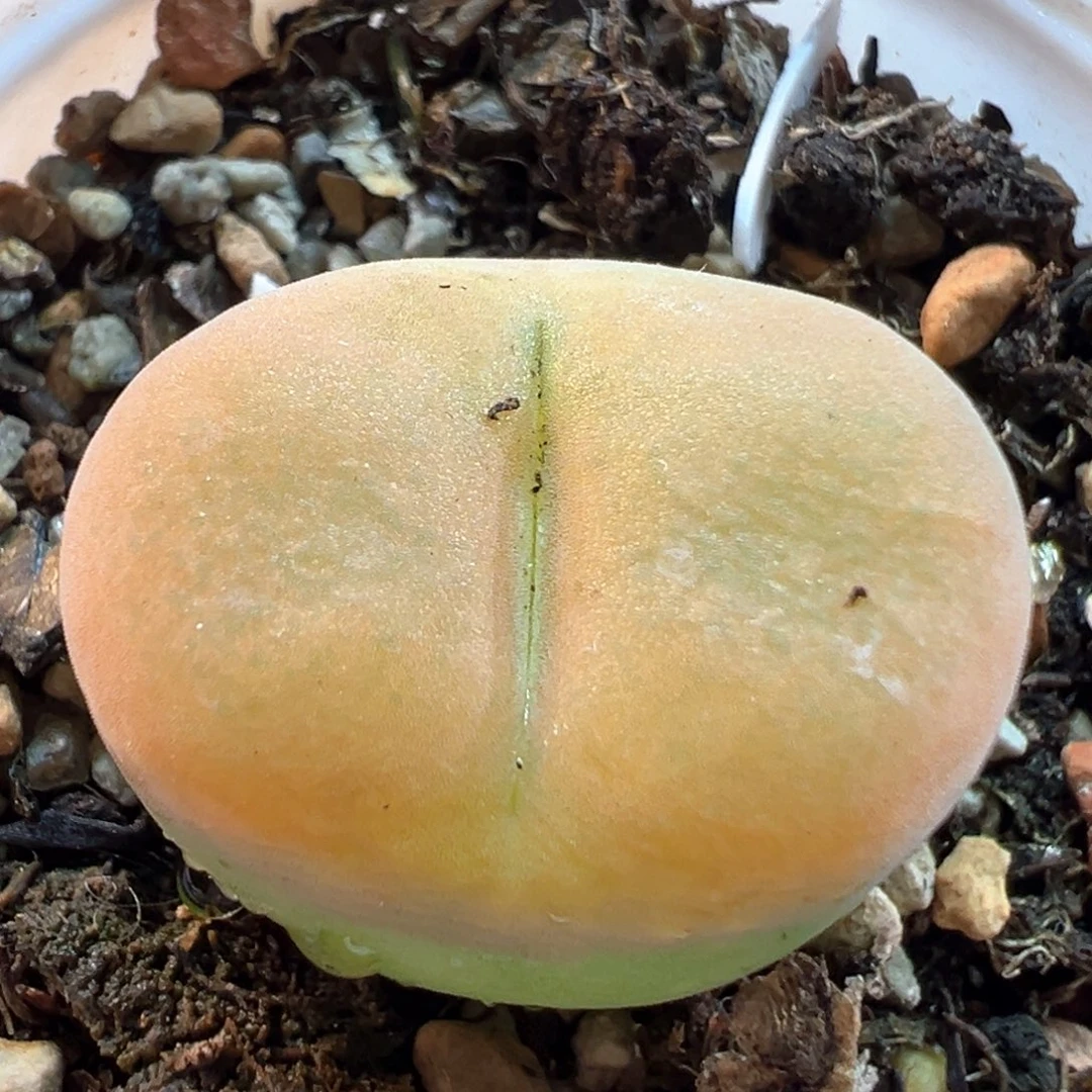 23多肉植物百科知识