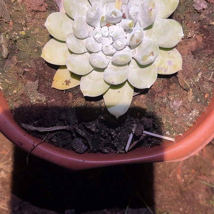 拇指仙女杯杂交植物