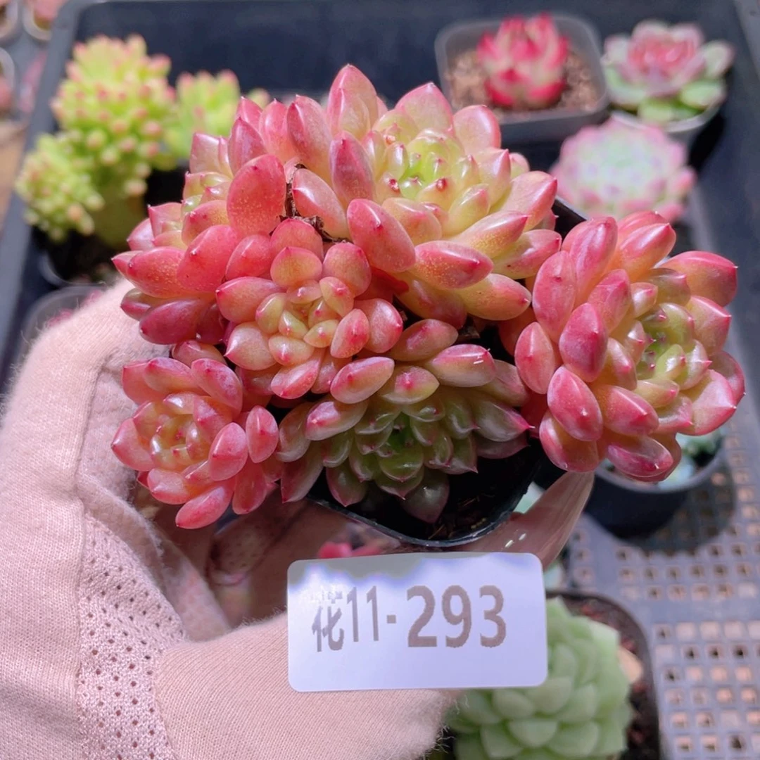 花利美11-293灵翠群