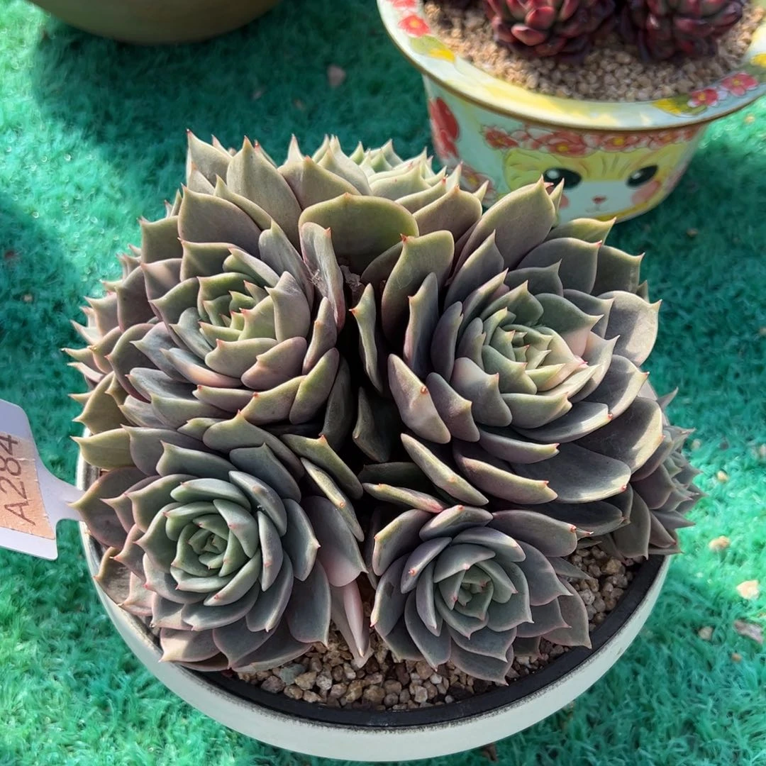 贝加尔湖锦群 ，，，，，，，，，，，