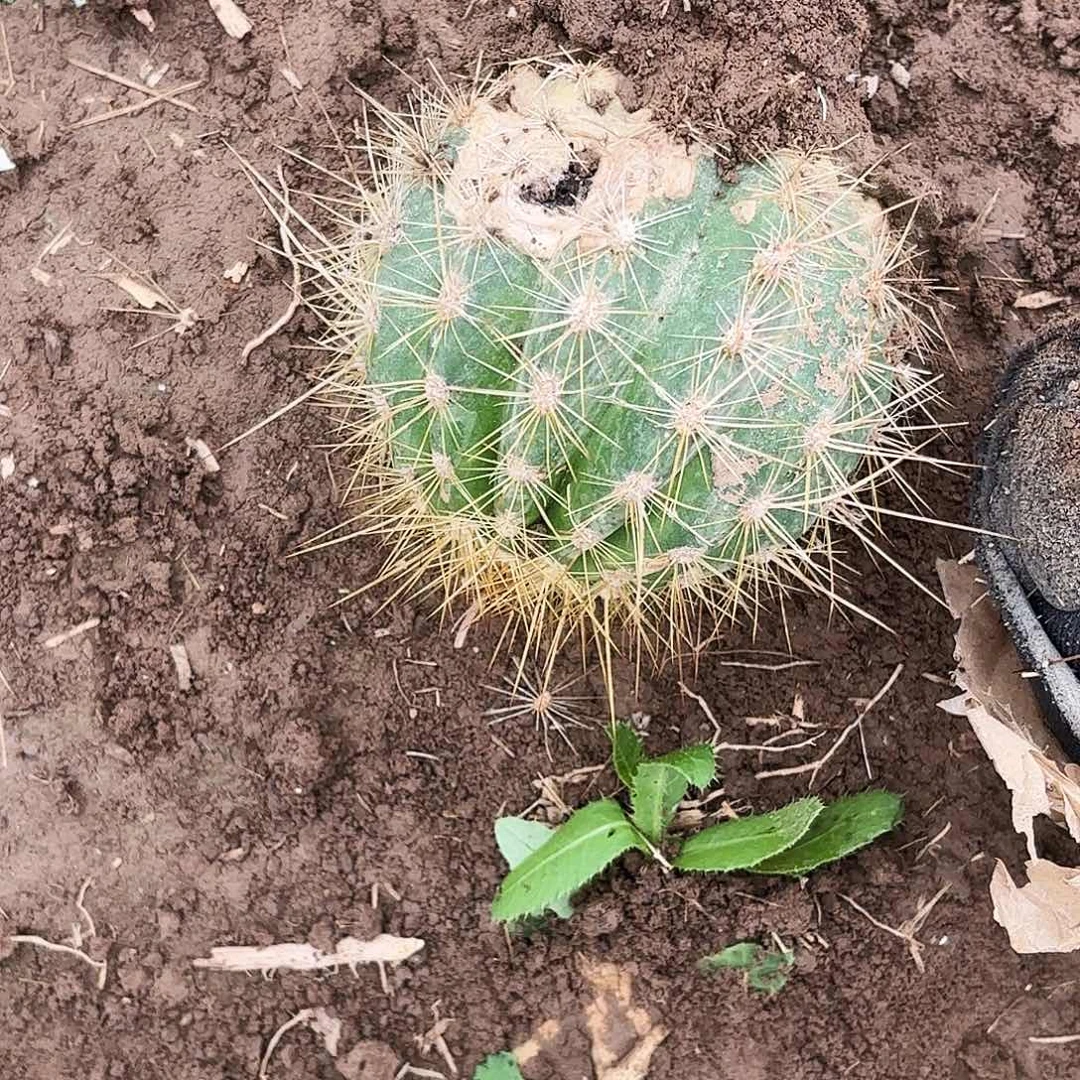 231 带根毛花瑕疵瑕疵