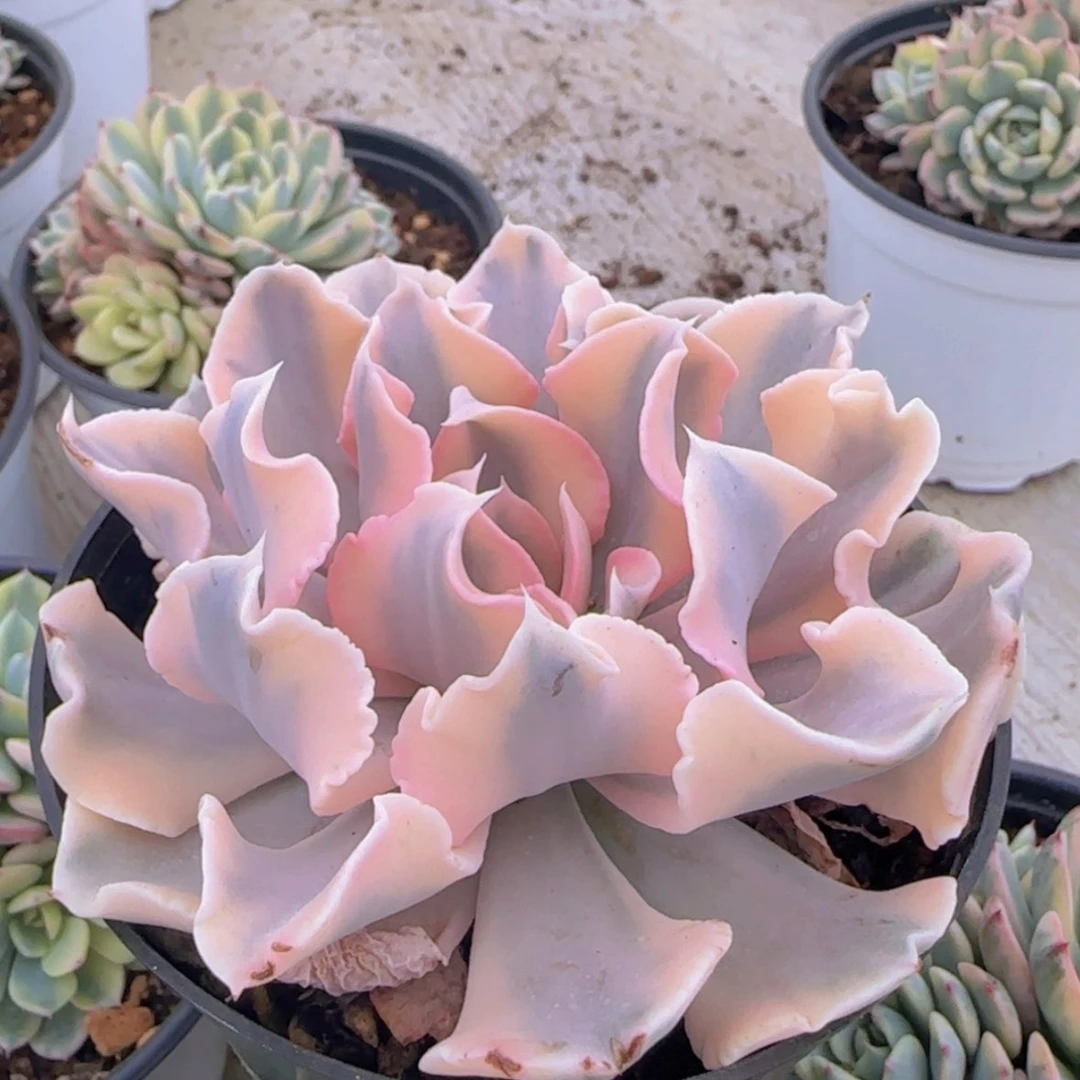 【闪购商品】利比利亚锦