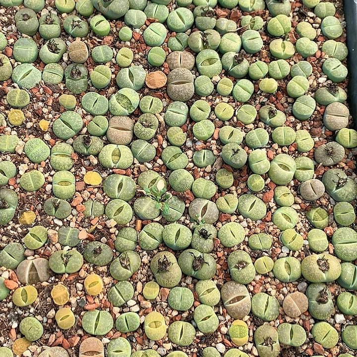 生石花一筐非常好看