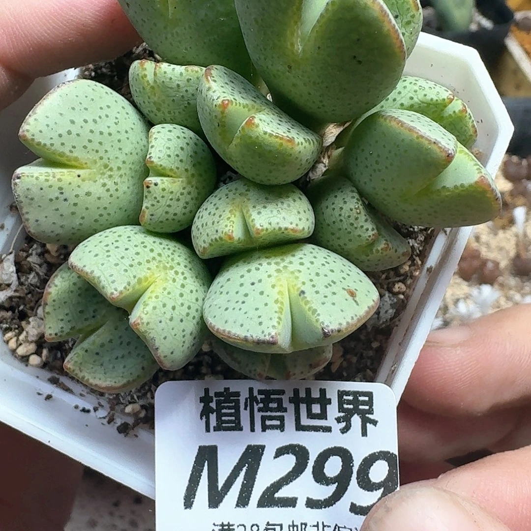 的润泽的润泽多发发