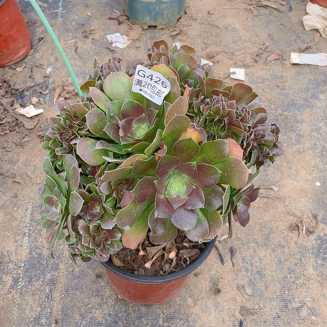 426玫瑰缀化多肉小损不包