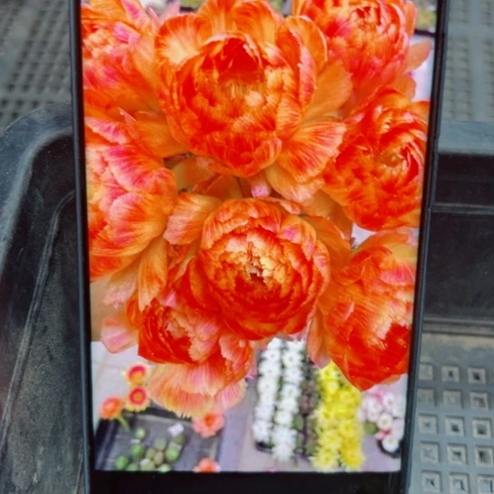 下41丽花130歪无根侧芽2一3公分左右20包邮