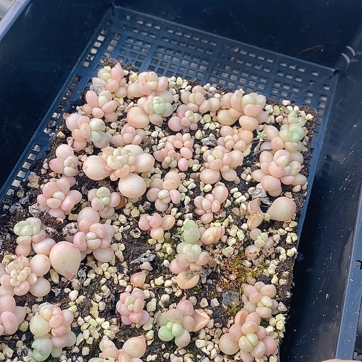 108 多肉植物盆栽花卉植物