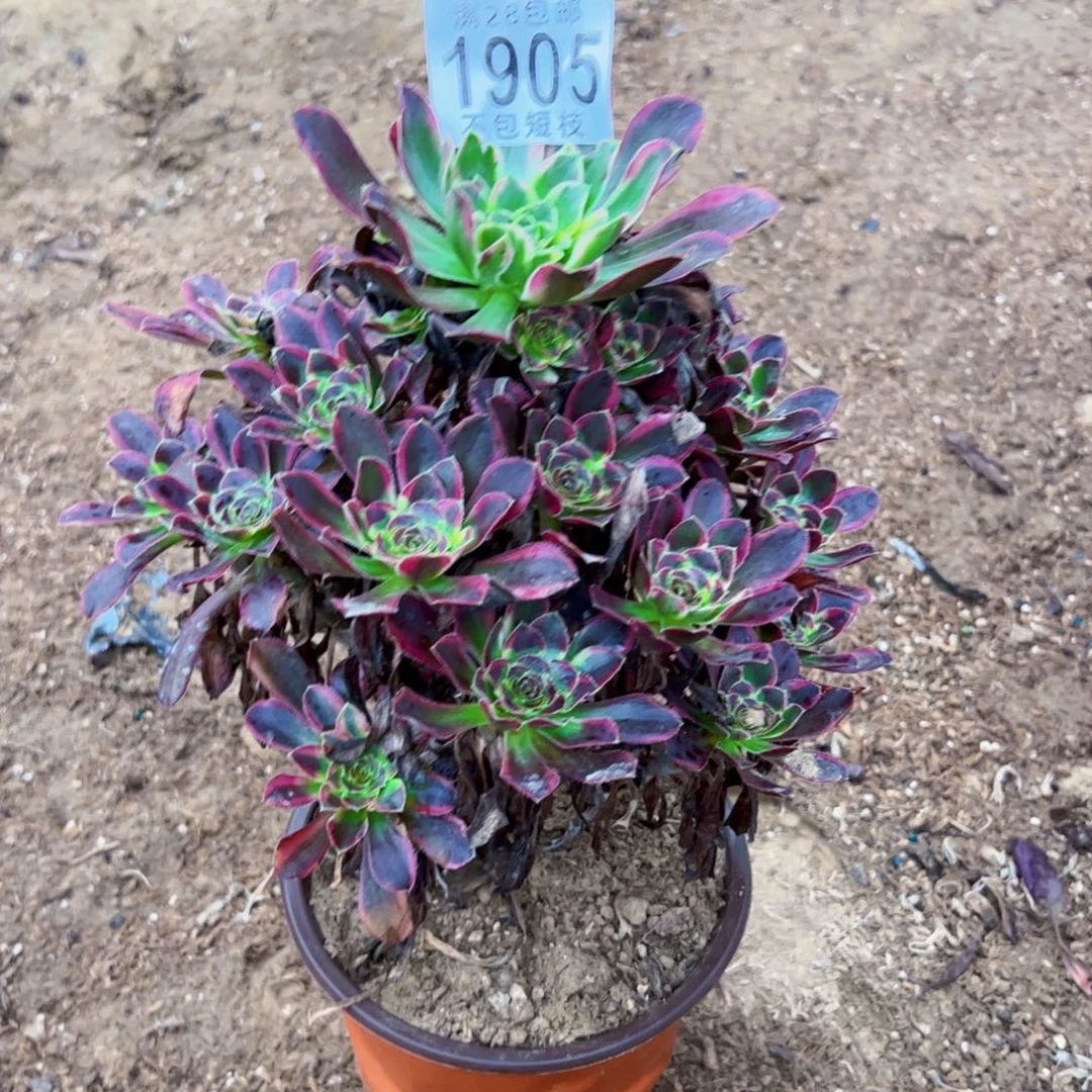 冰琪淋多肉植物1905