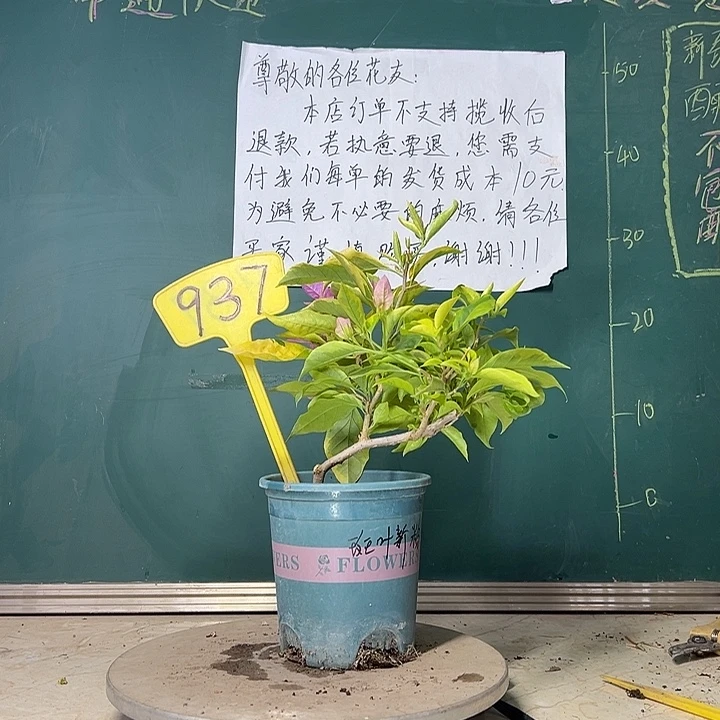 当前无花栽培后可以开花  造型 金边叶新加坡大宫粉  937