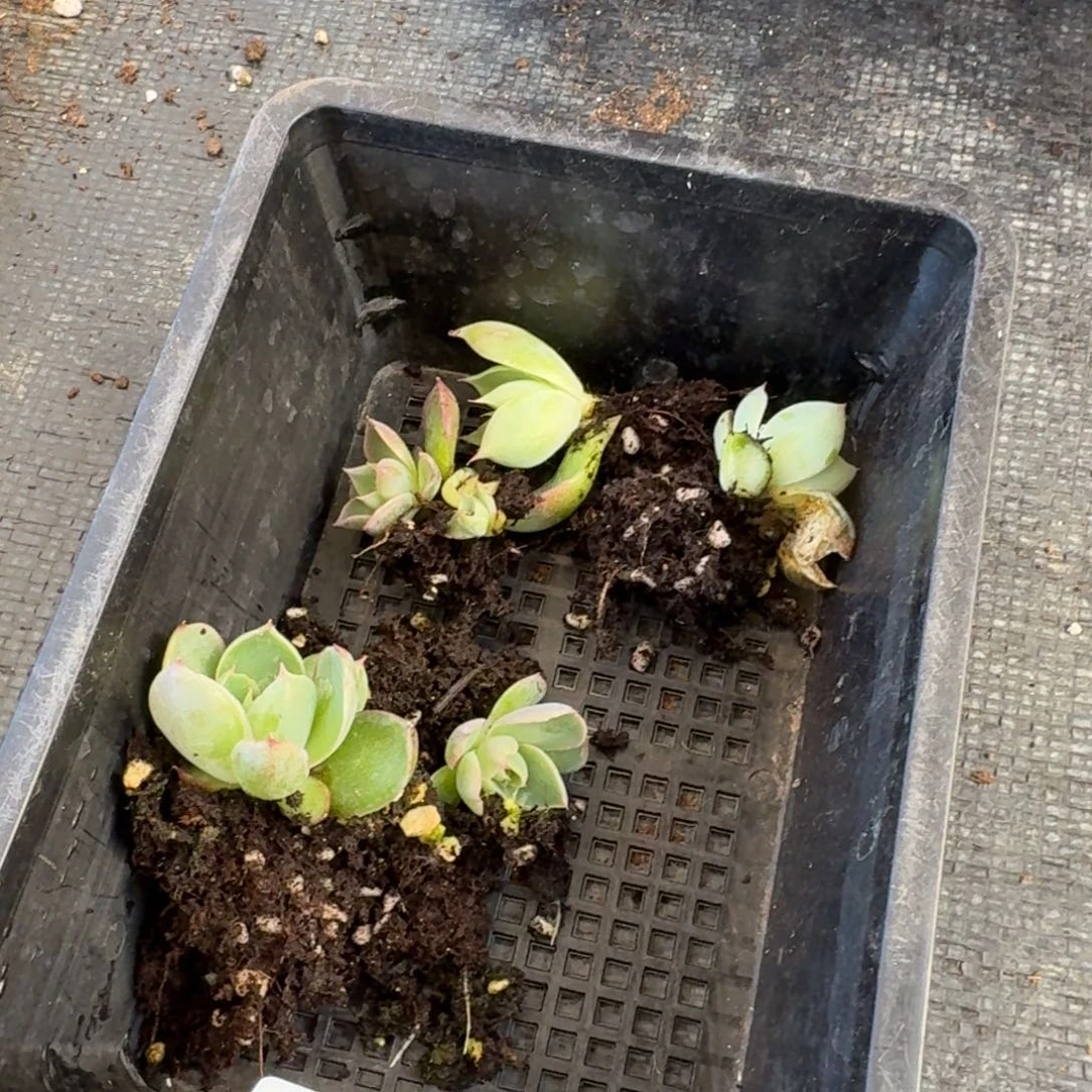 紫霞仙子叶插一棵量拍25-174