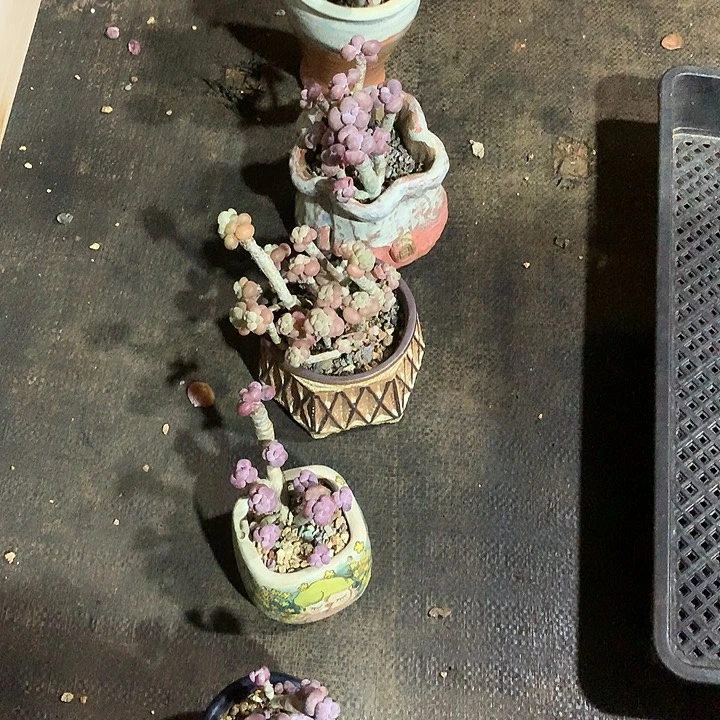 至***』阿咯叔叔小丽啦鳄鱼烧烤