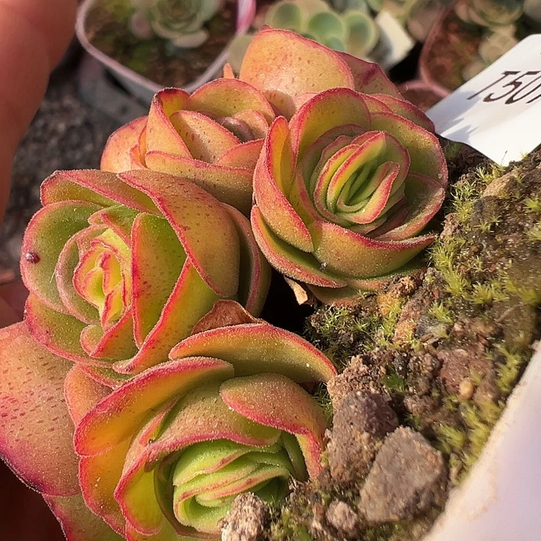 糖糖507 若初x各种 腺体侧芽一个