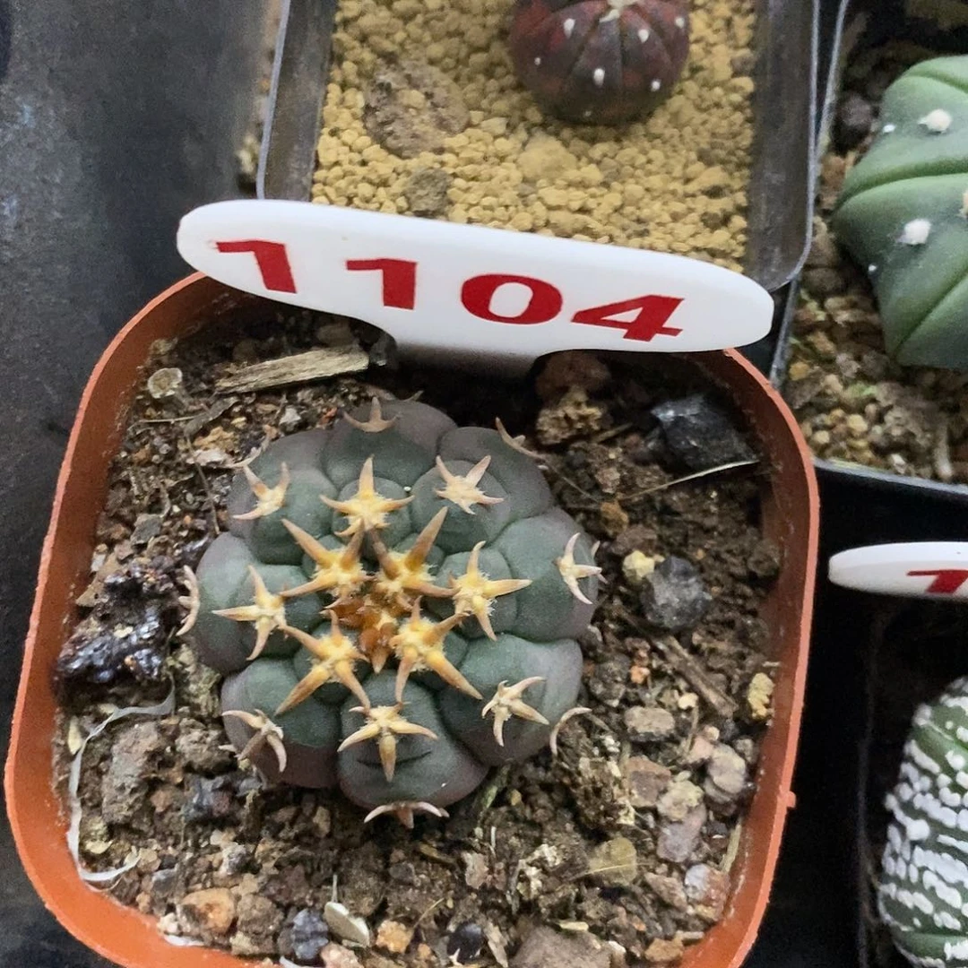 发****1104福利特价咯啦咯哦