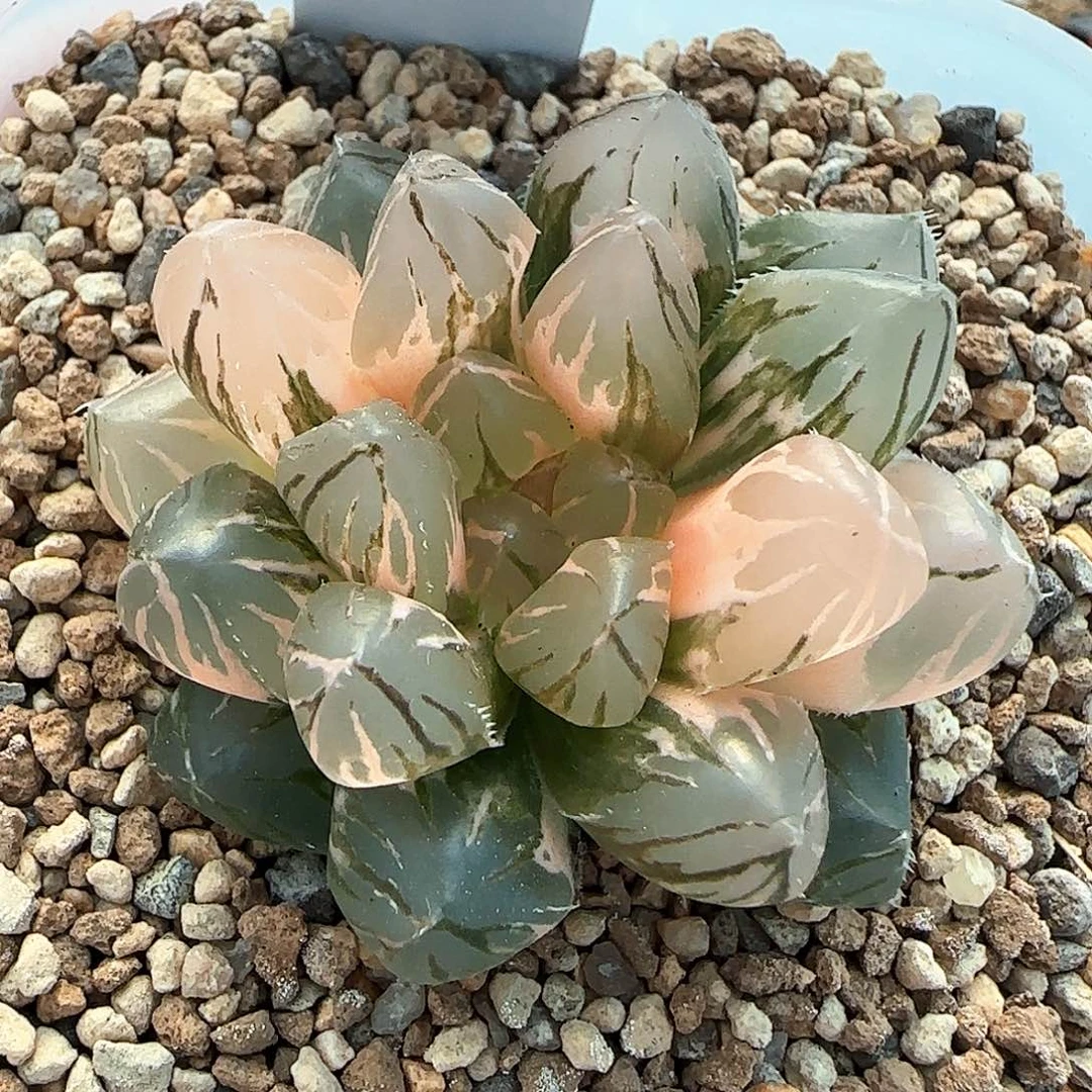 338号紫王玉露锦一物一拍带盆