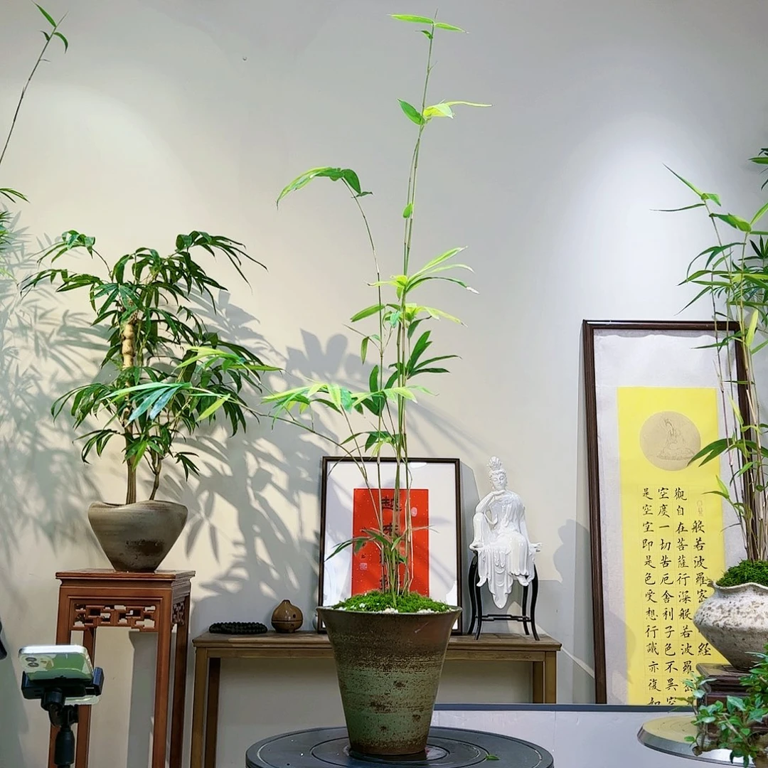 优*老桩精品竹盆景