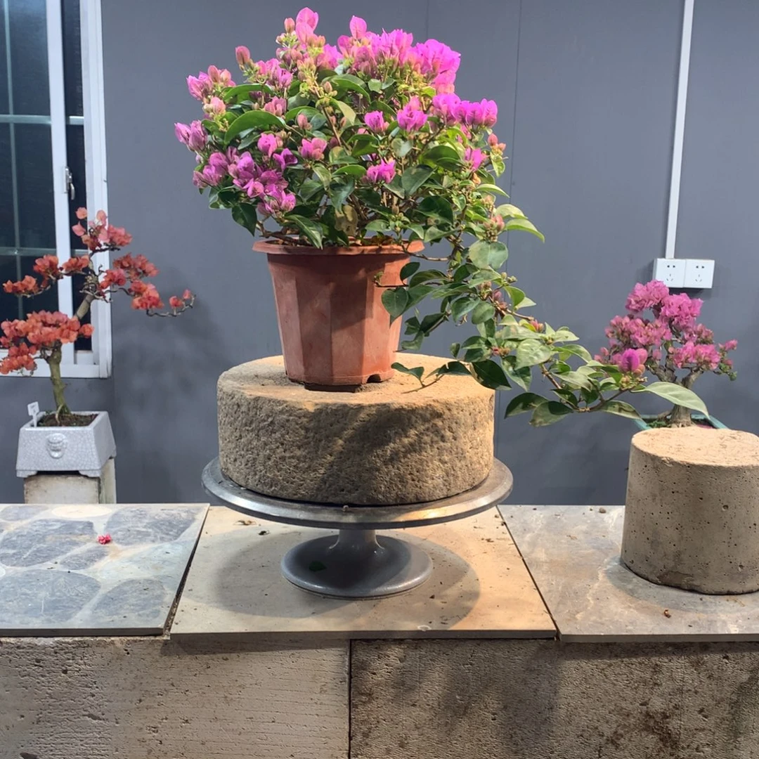 大量花朵（建议范围：8朵-15朵 或40%以上）