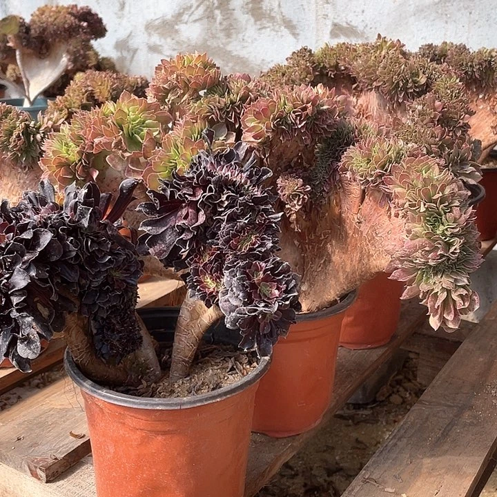 笃*多肉植物38-2笃行