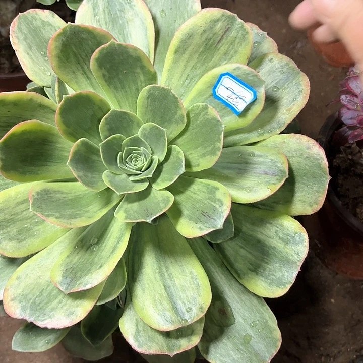 多肉植物玉龙观音锦9