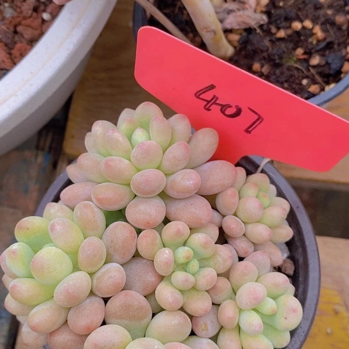 开心多肉，1.5万粉丝专场，一单包邮