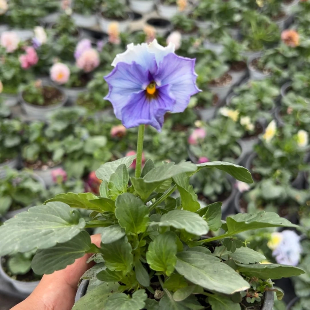 【闪购商品】完全开放141号