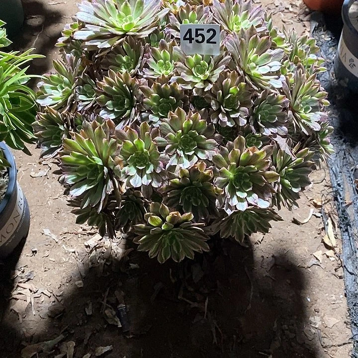 西****、法师植物一物一拍452