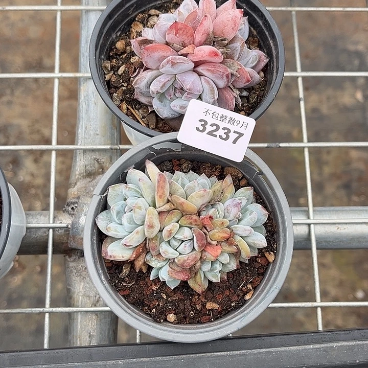 阿雅园艺。         3237