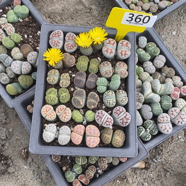 佳***銈生石花等植物的生长发育360