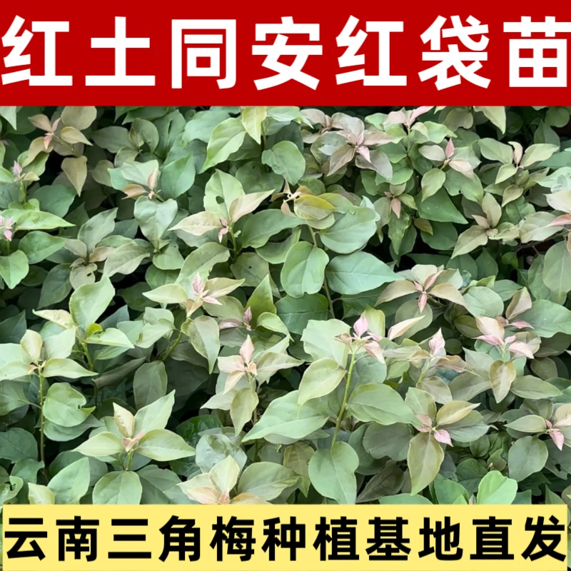 同安红三角梅修剪红土袋苗破皮断枝掉花掉叶打焉正常介意勿拍