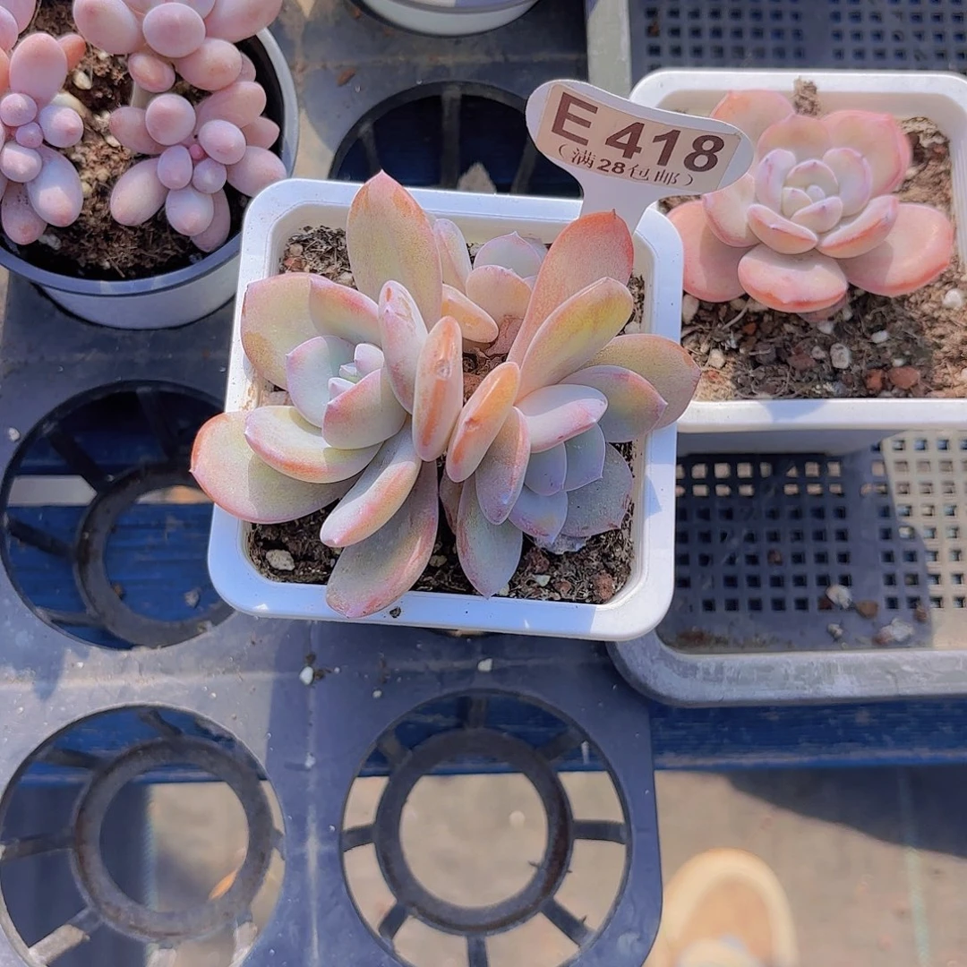 E418奶茶一物一拍