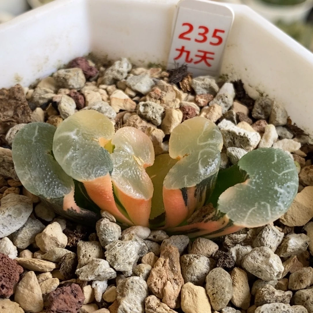 235号大绳玉扇锦多肉
