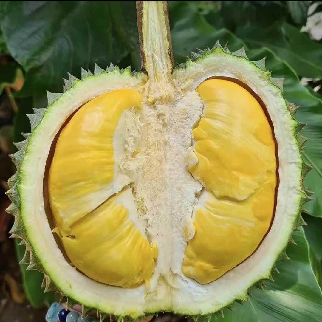 [小飞严选昆山]泰国树熟长柄鲜榴莲（一物一拍按斤称核大）榴莲小时达榴莲同城配长柄泰国