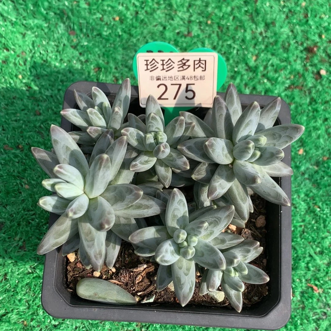 乌拉克拉无砍平头275