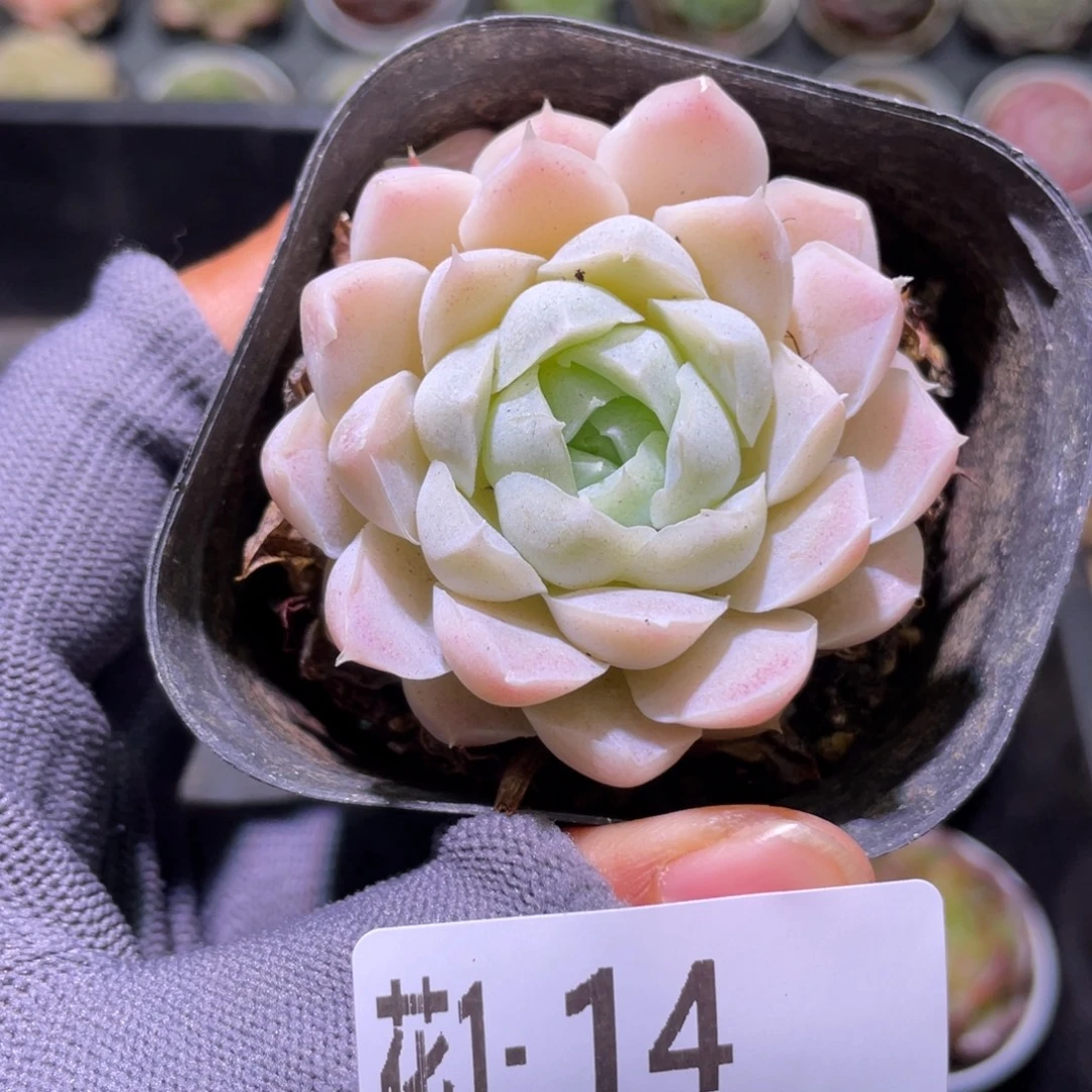 花利美 1-14白月影