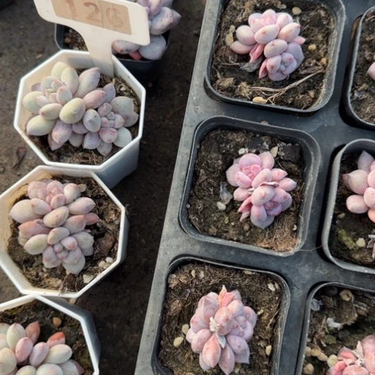 ****辰126半夏多肉植物多