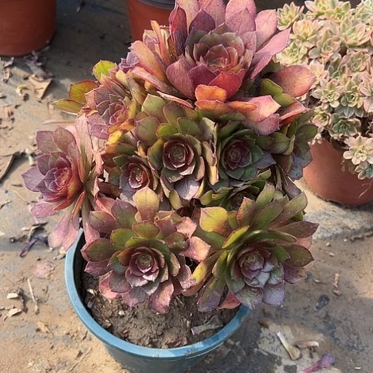 多肉植物红魔10有伤