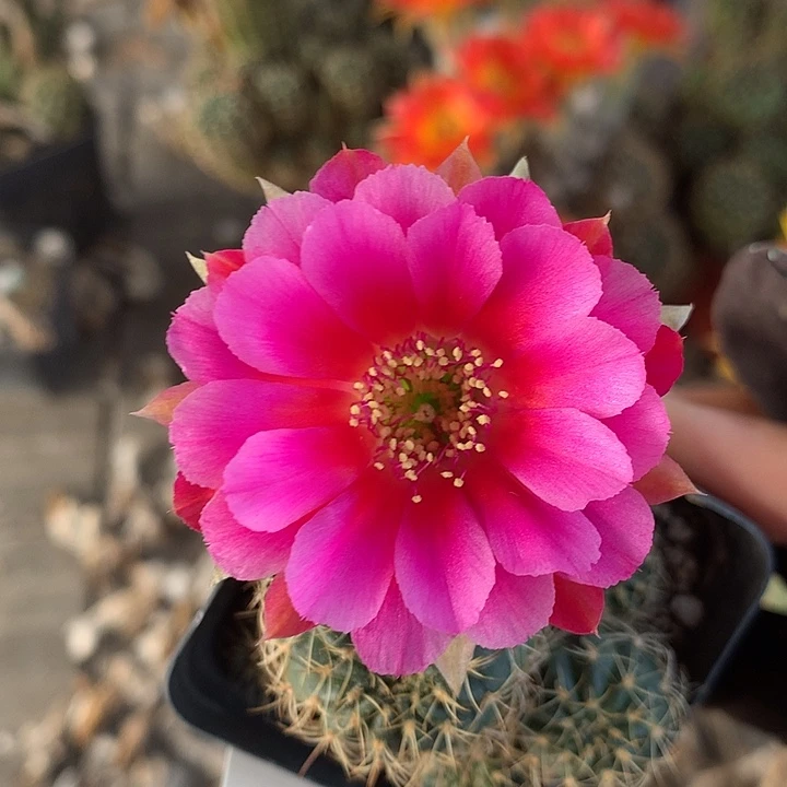 997 侧芽自根丽花5厘米盆