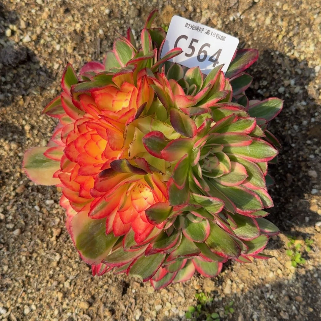 564海神变异多肉植物
