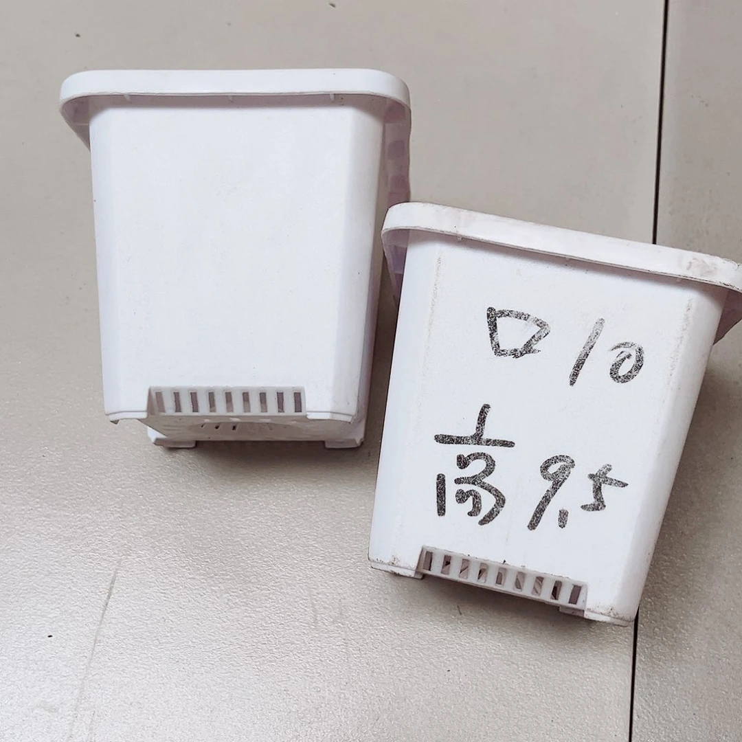 升级款景天口10高9.5白色10个无托